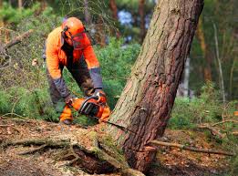 Best Tree and Shrub Care  in Buchanan Dam, TX