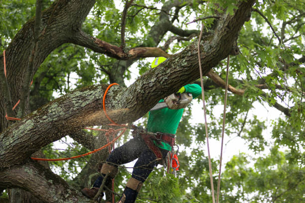 Best Tree Risk Assessment  in Buchanan Dam, TX