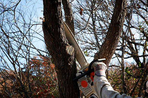 Best Firewood Processing and Delivery  in Buchanan Dam, TX