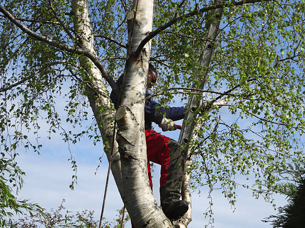 Best Tree Preservation Services  in Buchanan Dam, TX