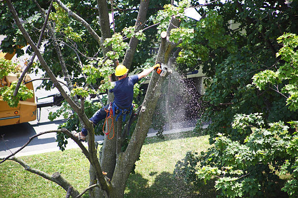 Lawn Watering Services in Buchanan Dam, TX