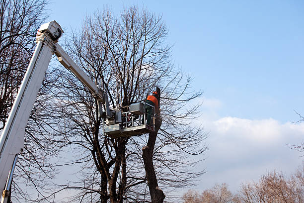 Professional Tree Services in Buchanan Dam, TX