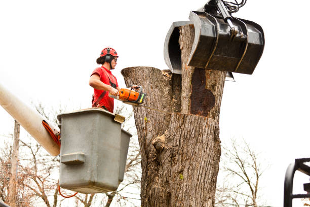 Best Palm Tree Trimming  in Buchanan Dam, TX