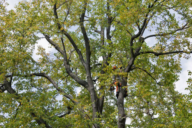 How Our Tree Care Process Works  in  Buchanan Dam, TX